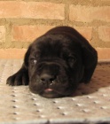 Cane corso - tata s PP