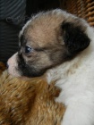 JACK RUSSELL TERIER - DRSNOSRST FENEKA!