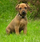 Rhodéský ridgeback štěňátka