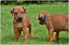 Rhodesian Ridgeback