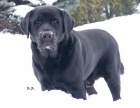 Labradorský retriever s PP - Jihlava