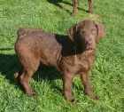 Chesapeake bay retriever 