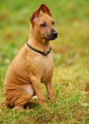 Thajsk ridgeback - posledn 3 krsn tentka