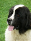 Landseer - tata