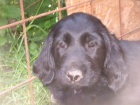 FLAT COATED RETRIEVER 