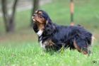 Kavalr King Charles Spaniel