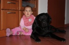 ttka Labrador Retriever s PP