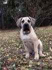 Boerboel ttka