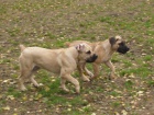 Boerboel ttka