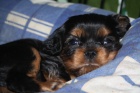 Kavalr King Charles panl
