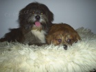 Lhasa Apso s PP