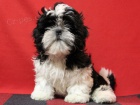 Shih-tzu - ttka s PP