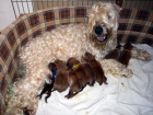 tata Irish Soft Coated Wheaten Terrier