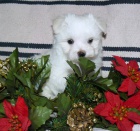 MALT�Z��EK S PP