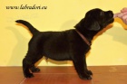 ttka Labrador Retriever s PP