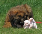 Briard