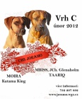 Rhodsk ridgeback - ttka s PP