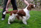 Welsh Springer Spaniel