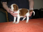 Welsh Springer Spaniel