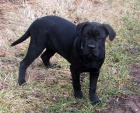 Cane corso - tata s PP