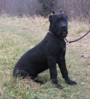 Cane corso - tata s PP