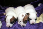 Jack russel terrier s PP