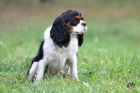 Kavalr King Charles Spaniel