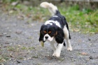 Kavalr King Charles Spaniel
