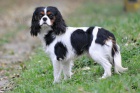Kavalr King Charles Spaniel