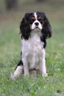 Kavalr King Charles Spaniel