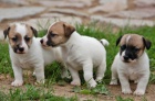 Jack Russell teriér
