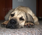 Boerboel štěně - krásný 8měs pejsek