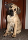 Boerboel štěně - krásný 8měs pejsek