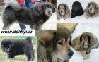 Tibetsk doga, Tibetan Mastiff, DoKhyi - ttka