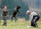 Vzácné plemeno Dogo Canario nová krev