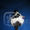 Parson Russel terrier