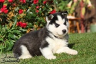 Sibisk husky-