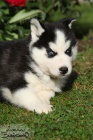 Sibiřský husky-