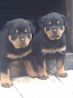 Rottweiler tata