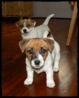 Jack Russell Terir tata s PP - JRT