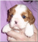 Kavalr King Charles Spaniel s PP