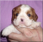 Kavalr King Charles Spaniel s PP