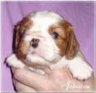 Kavalr King Charles Spaniel s PP