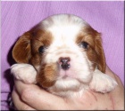 Kavalr King Charles Spaniel s PP