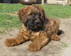 briard