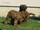 briard