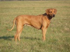 Rhodsk ridgeback - ttka s pp