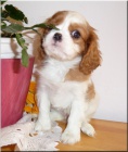 Kavalr King Charles Spaniel s PP