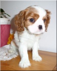 Kavalr King Charles Spaniel s PP