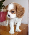 Kavalr King Charles Spaniel s PP